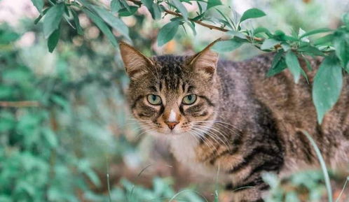 (猫能分辨出人的长相吗)猫是否有能力识别人类五官？